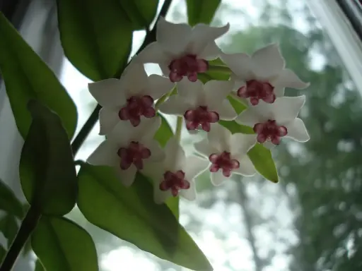 En klase vita hoya blommor med mörklila mitt. Bladen är gröna och bakgrunden är suddig.
