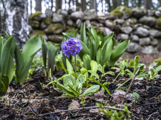 En lila primula blommar i en trädgård, redo att plantera blommor. Bakom syns en stenmur och träd.