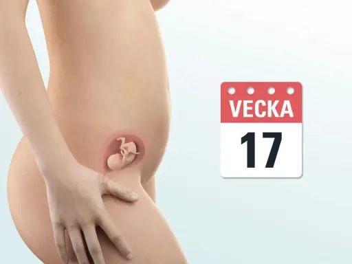 Gravid vecka 17. En illustration visar en gravid mage med ett foster inuti. En kalender visar siffran 17.