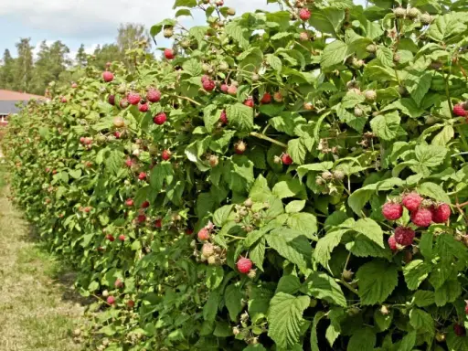 En rad med hallonbuskar, redo att binda upp, med mogna bär. En gräsklädd gång leder mot ett rött hus i bakgrunden.