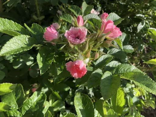 En klase rosa rugosa-blommor med sina karaktäristiska, skrynkliga kronblad och gröna bladverk.