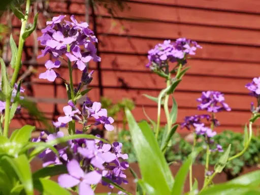 Lila fleråriga blommor blommar vackert framför en röd trävägg.