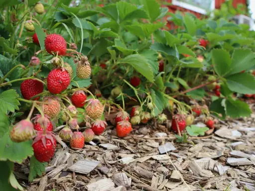 Röda och gröna jordgubbar hänger från frodiga plantor, redo att plockas. En härlig syn för alla som gillar att plantera jordgubbar.