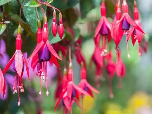 Hängande fuchsia utomhus med röda kronblad och lila inre delar. Blommorna ser ut som små balettdansöser i en sommargrönska.