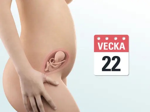 Gravid vecka 22. En illustration visar en gravid mage med ett foster inuti. Bredvid syns en kalender med texten "VEcka 22".