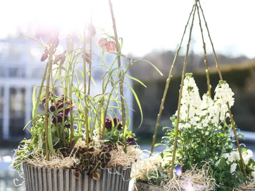 Two pots of spring flowers, one with purple and checkered blooms, the other with white flowers, in bright sunlight.