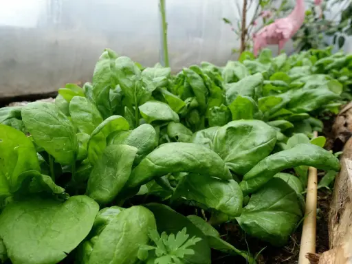 Färska spenatplantor i ett växthus. Dessa blad är fulla av näring och visar vad som innehåller spenat.