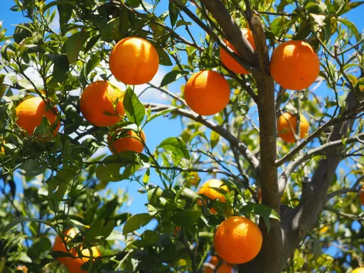 Saftiga apelsiner hänger från grenarna, redo att plockas. En apelsin nyttigt för hela familjen, full av vitaminer och solsken.
