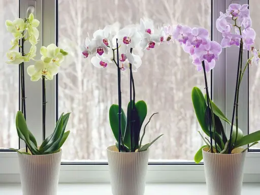 Tre orkidéer i vita krukor på en fönsterbräda. En gul, en vit och en lila orkidé blommar vackert.