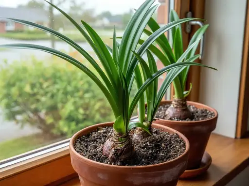 Två amaryllisar i krukor på en fönsterbräda. Lär dig hur vattnar man amaryllis för att få vackra blommor.