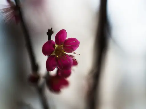 En ensam, mörkt rosa prunus mume-blomma med utstickande ståndare. Bakgrunden är mjukt suddig.