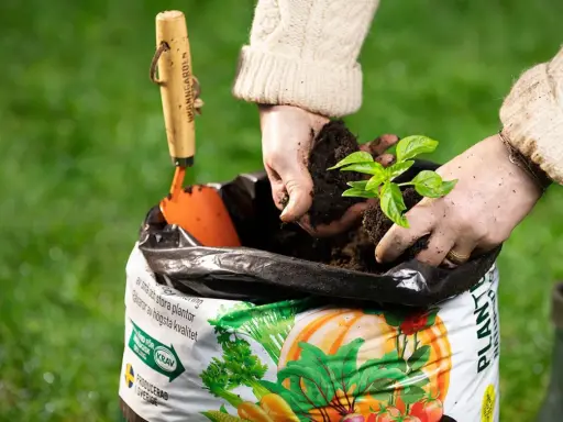 Händer planterar en planta i påse med torvfri jord. En liten spade ligger bredvid.