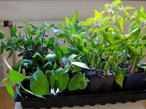 Små plantor i svarta krukor, redo att ta sticklingar. Tomat- och paprikaplantor med lila blommor.