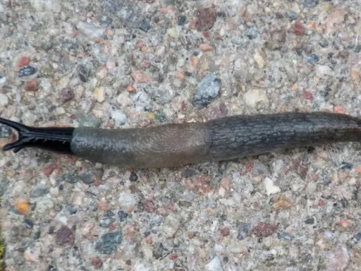 En svarthuvad snigel med mörk, glansig framkropp och en gråbrun, knottrig bakdel kryper över en stenig yta.