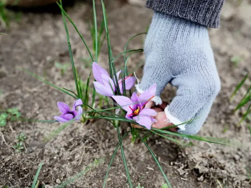 En hand i ljusgrå handske plockar försiktigt lila krokusblommor, vars pistiller liknar saffran.