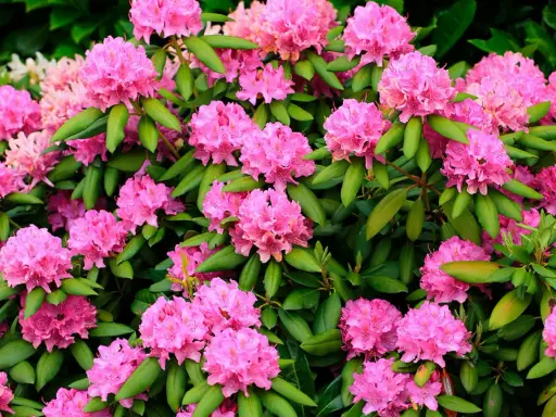 En buske med rikligt blommande rosa rhododendron. Perfekt för att plantera pil i närheten för att skapa en vacker kontrast.