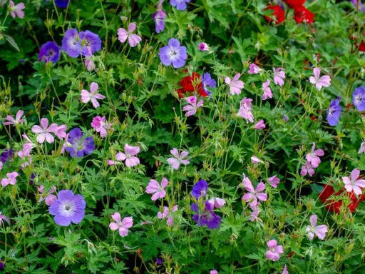 En frodig rabatt med lila och rosa blommor, perfekta buskar som trivs i skugga. Vattenpärlor på kronbladen.