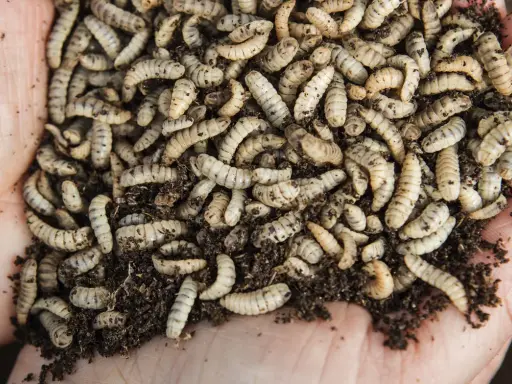 En handfull jord med många larver som kryper runt. Dessa små larver i jorden är en del av naturens kretslopp.