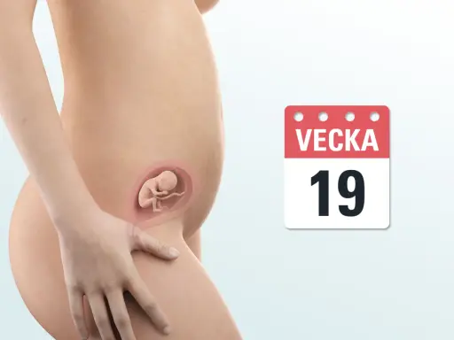 Gravid vecka 19. En illustration visar en gravid mage med en bebis i livmodern. En kalender visar "Vecka 19".