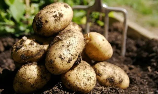 Färska, jordiga potatisar ligger i en hög, redo att tillagas. En trädgårdsgrep skymtar i bakgrunden. Potatis nyttigt!