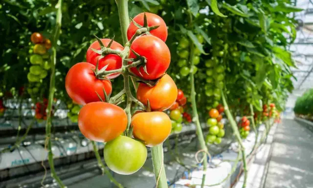 Tomater i olika mognadsstadier hänger från en planta i ett växthus. Den ideala temperaturen för tomater är avgörande för deras tillväxt.