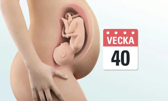 Gravid vecka 40. En bebis ligger i livmodern, redo att möta världen.