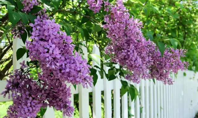 Lila syrenblommor hänger över ett vitt staket. En vacker syn som påminner om att det är dags att plantera syren.