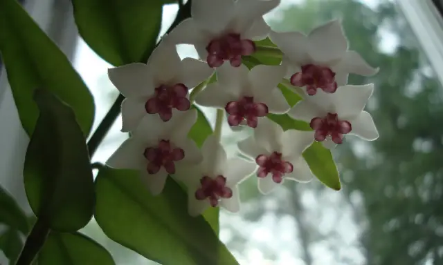 En klase vita hoya blommor med mörklila mitt. Bladen är gröna och bakgrunden är suddig.