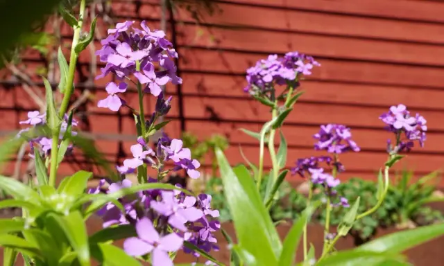 Lila fleråriga blommor blommar vackert framför en röd trävägg.