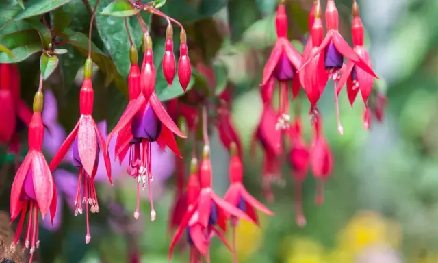Hängande fuchsia utomhus med röda kronblad och lila inre delar. Blommorna ser ut som små balettdansöser i en sommargrönska.