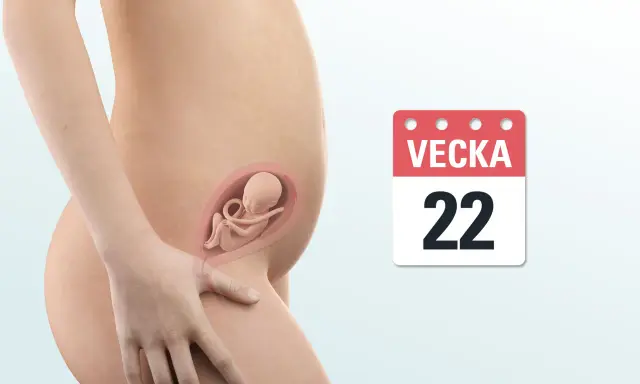 Gravid vecka 22. En illustration visar en gravid mage med ett foster inuti. Bredvid syns en kalender med texten "VEcka 22".