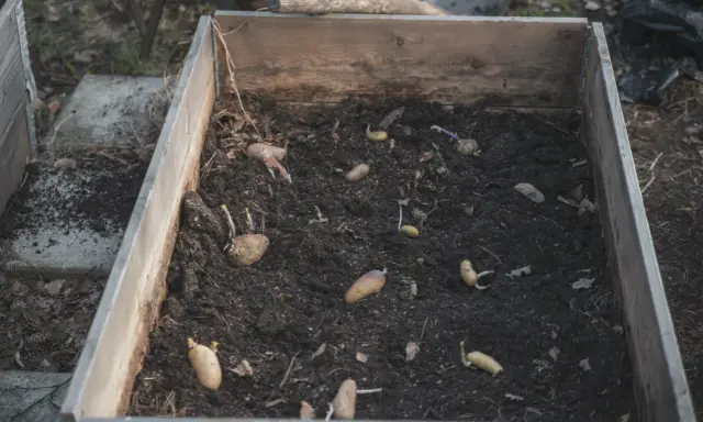 Potatisar med groddar ligger i mörk jord i en pallkrage, redo att odla potatis i.