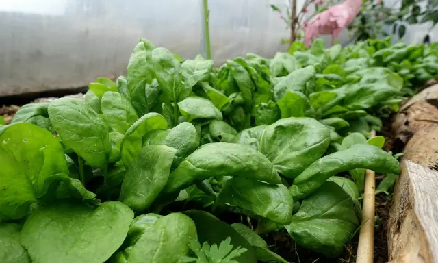 Färska spenatplantor i ett växthus. Dessa blad är fulla av näring och visar vad som innehåller spenat.