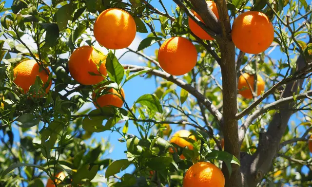 Saftiga apelsiner hänger från grenarna, redo att plockas. En apelsin nyttigt för hela familjen, full av vitaminer och solsken.