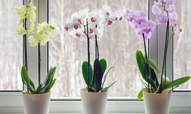 Tre orkidéer i vita krukor på en fönsterbräda. En gul, en vit och en lila orkidé blommar vackert.
