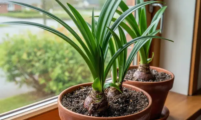 Två amaryllisar i krukor på en fönsterbräda. Lär dig hur vattnar man amaryllis för att få vackra blommor.