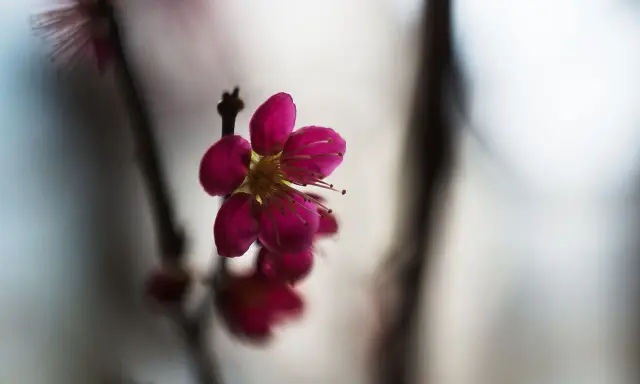 En ensam, mörkt rosa prunus mume-blomma med utstickande ståndare. Bakgrunden är mjukt suddig.