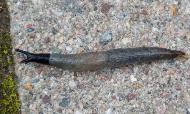 En svarthuvad snigel med mörk, glansig framkropp och en gråbrun, knottrig bakdel kryper över en stenig yta.