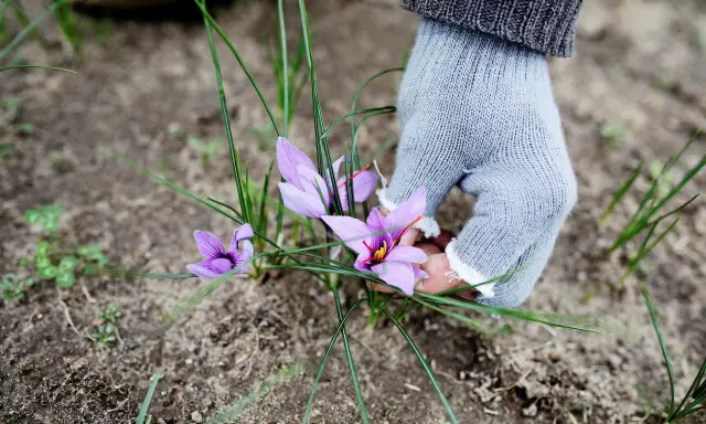 En hand i ljusgrå handske plockar försiktigt lila krokusblommor, vars pistiller liknar saffran.
