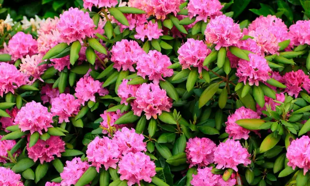 En buske med rikligt blommande rosa rhododendron. Perfekt för att plantera pil i närheten för att skapa en vacker kontrast.