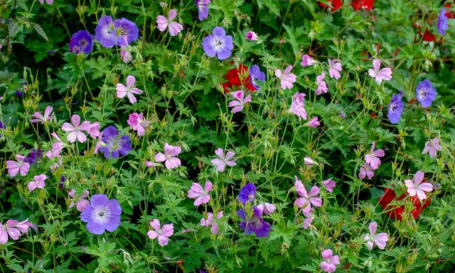 En frodig rabatt med lila och rosa blommor, perfekta buskar som trivs i skugga. Vattenpärlor på kronbladen.