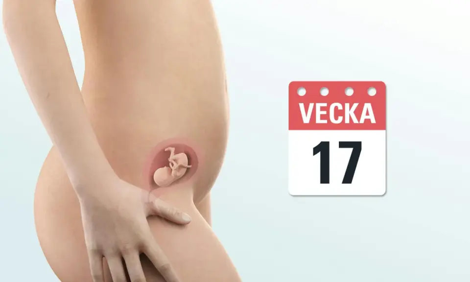 Gravid vecka 17. En illustration visar en gravid mage med ett foster inuti. En kalender visar siffran 17.
