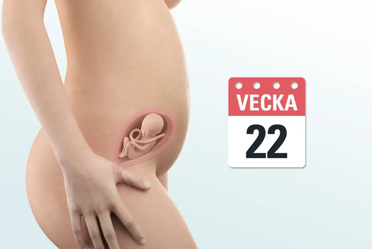 Gravid vecka 22. En illustration visar en gravid mage med ett foster inuti, bredvid en kalender som visar 