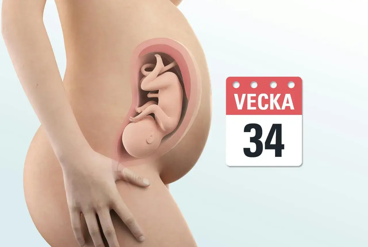 Gravid mage med foster i vecka 34. Kalendern visar tydligt att det &auml;r vecka 34.