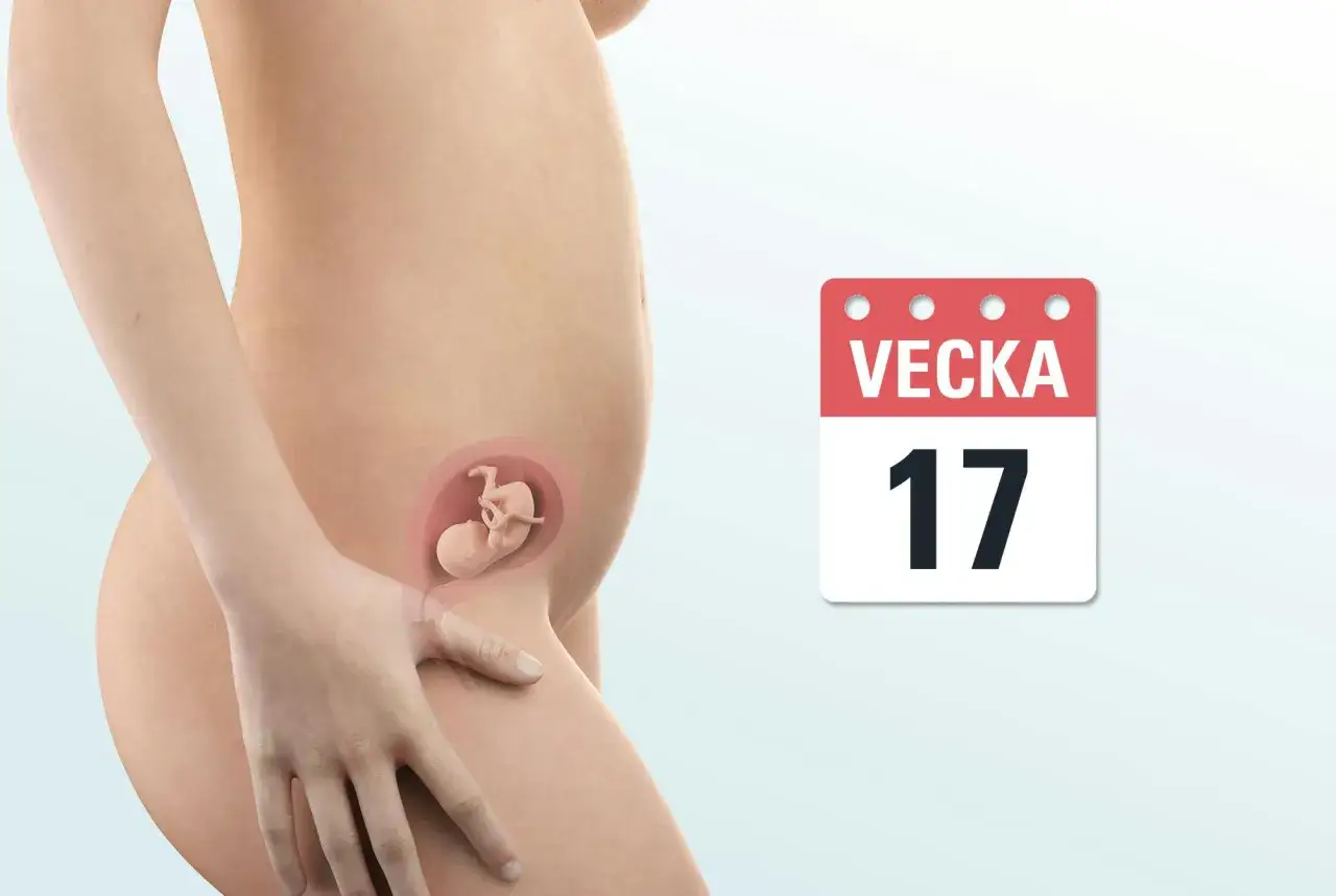 Gravid vecka 17. En illustration visar en gravid mage med en bebis i livmodern. Bredvid syns en kalender som visar vecka 17.