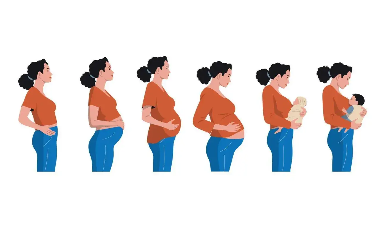 Illustration visar en kvinna genom graviditetens olika stadier, fr&aring;n tidig graviditet till att h&aring;lla sin nyf&ouml;dda bebis. Gravid vecka 19 syns tydligt.