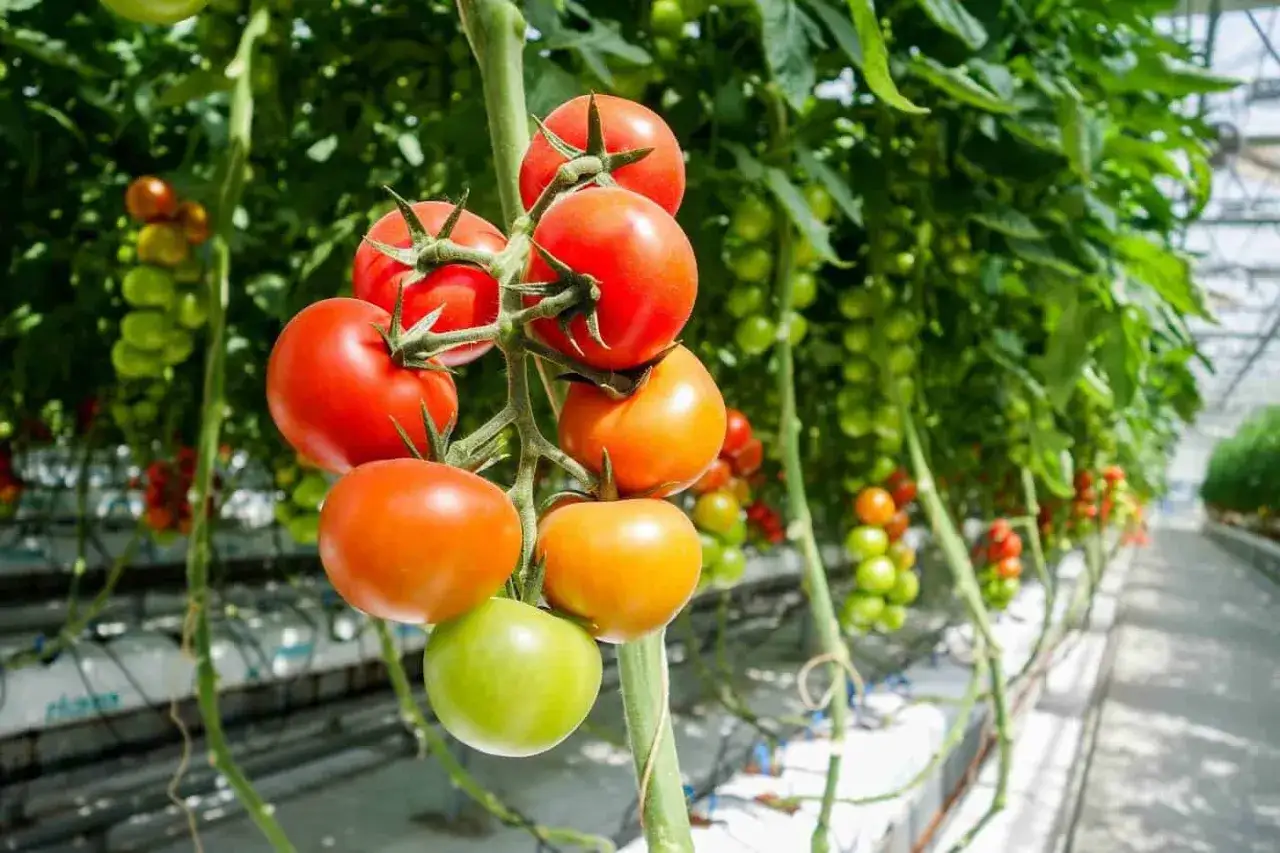 Tomater i olika mognadsstadier h&auml;nger fr&aring;n en planta i ett v&auml;xthus. Den optimala temperaturen &auml;r avg&ouml;rande f&ouml;r att tomaterna ska utvecklas fint.