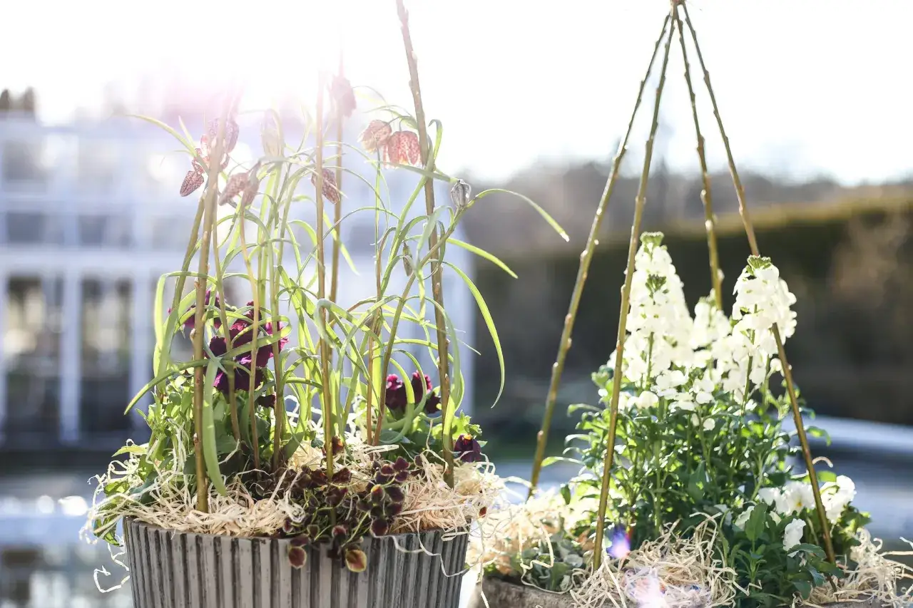 V&aring;rplantering i kruka med blommande orm- och liljeklockor, omgivna av solljus och gr&ouml;nska.