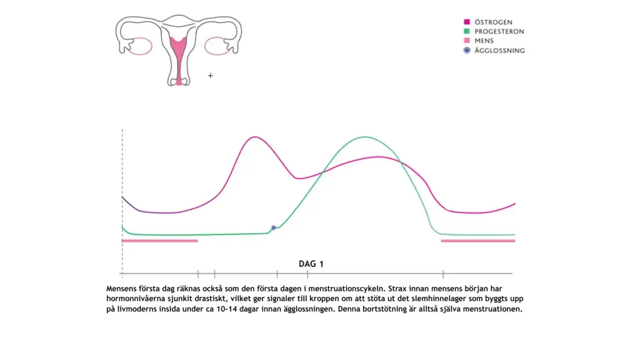 Diagram &ouml;ver menstruationscykeln med hormonniv&aring;er. Kan ge ledtr&aring;dar om symptom p&aring; graviditet.