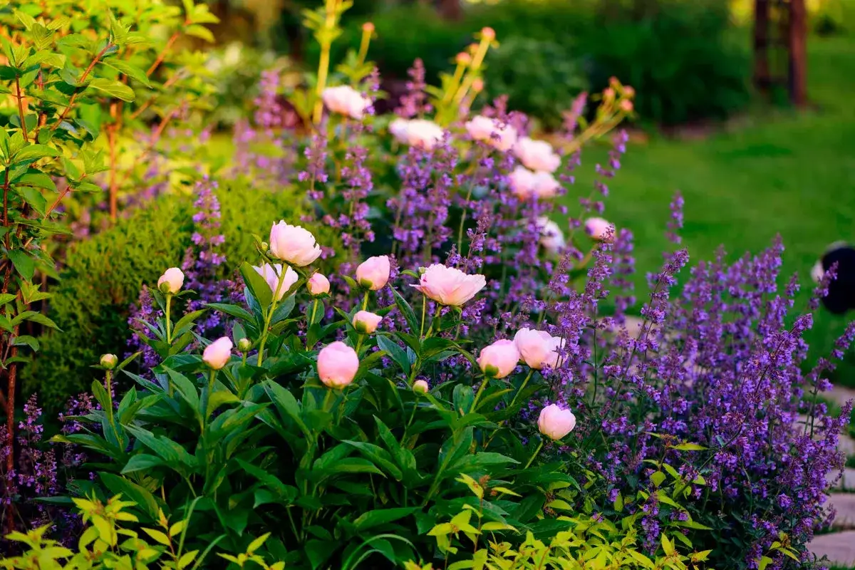 En lummig tr&auml;dg&aring;rd med ljusrosa pioner och lila lavendel. En perfekt plats att plantera blommor och njuta av sommaren.